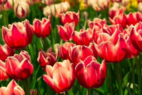 Field of tulips Foto stock