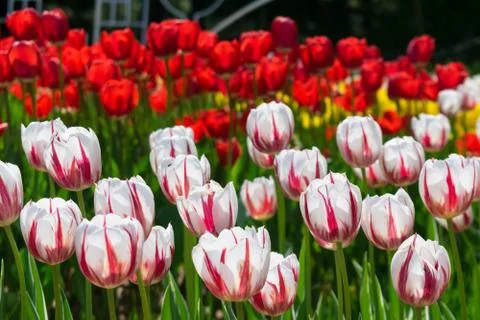 Field of tulips Foto stock