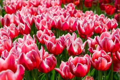 Field of tulips Foto stock