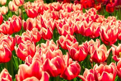 Field of tulips Stock Photos
