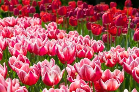 Field of tulips Stock Photos