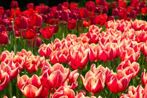 Field of tulips Stock Photos