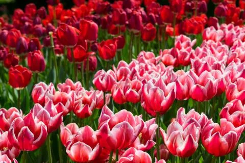 Field of tulips Stock Photos
