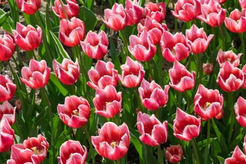 Field of tulips Stock Photos