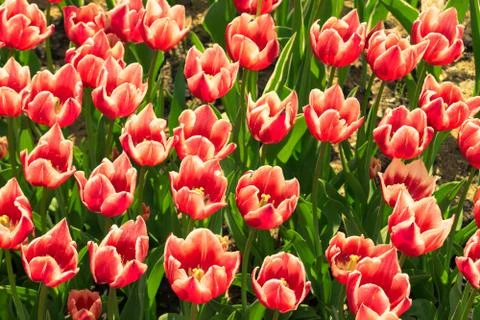 Field of tulips Stock Photos