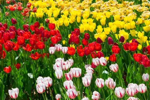 Field of tulips Stock Photos