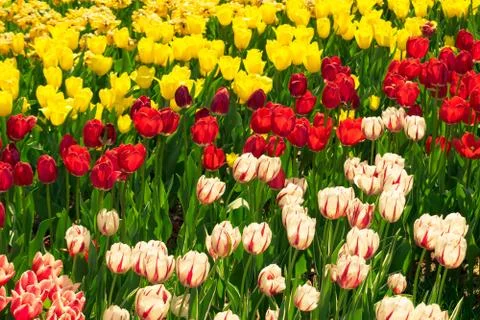 Field of tulips Stock Photos