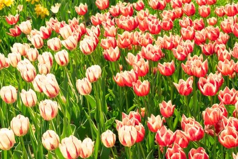 Field of tulips Stock Photos