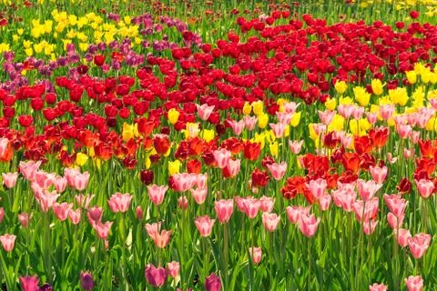 Field of tulips Stock Photos