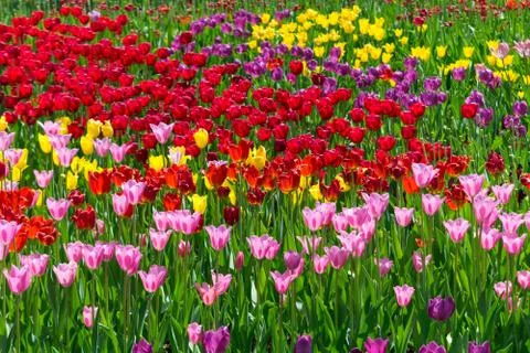 Field of tulips Stock Photos