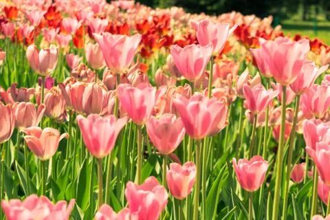 Field of tulips Stock Photos