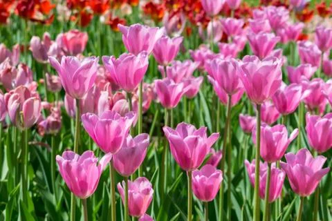 Field of tulips Stock Photos