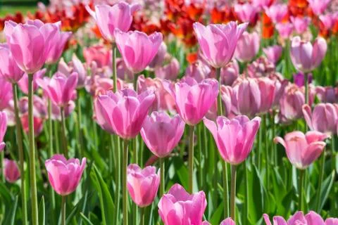 Field of tulips Stock Photos