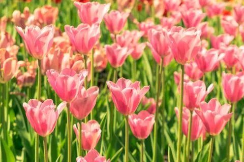 Field of tulips Stock Photos