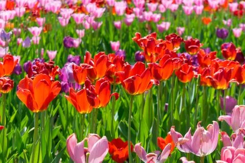 Field of tulips Foto stock