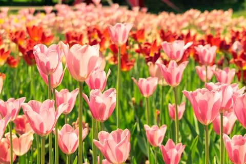 Field of tulips Stock Photos
