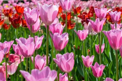 Field of tulips Stock Photos