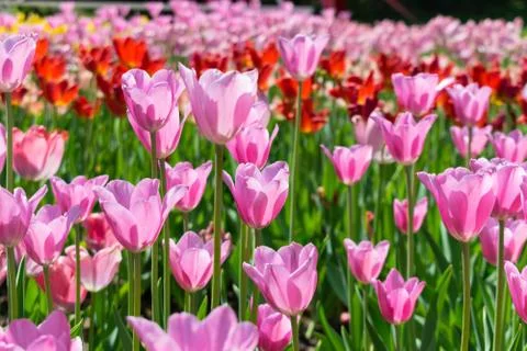 Field of tulips Stock Photos