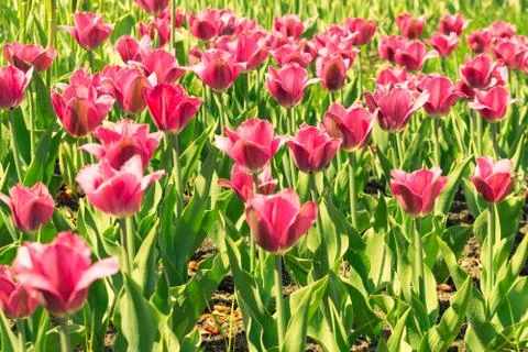 Field of tulips Stock Photos
