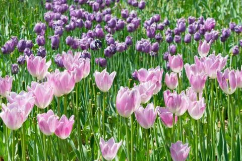 Field of tulips Stock Photos