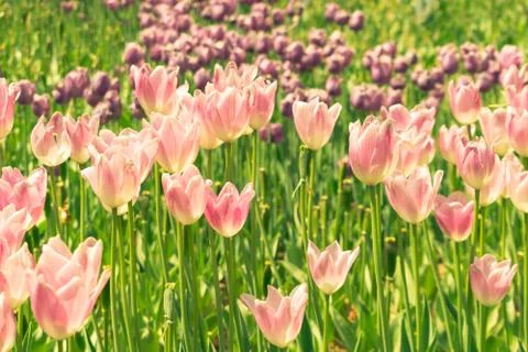 Field of tulips Stock Photos