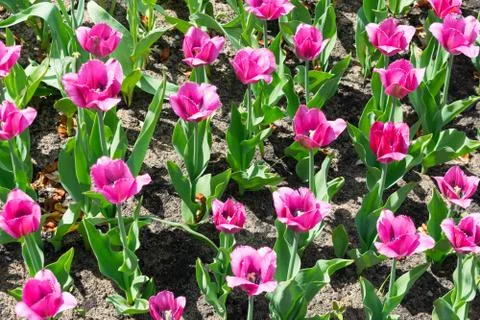 Field of tulips Stock Photos