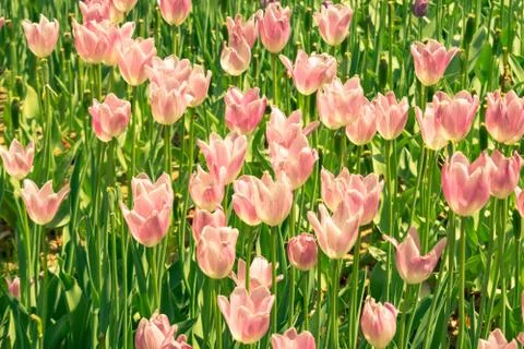 Field of tulips Stock Photos