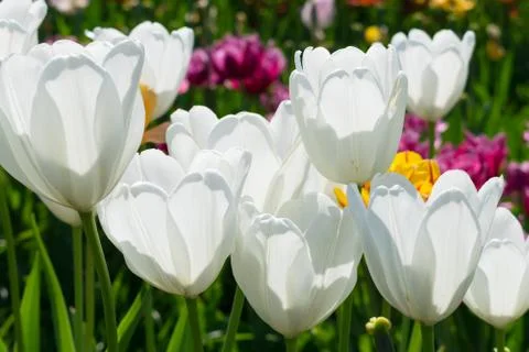 Field of tulips Stock Photos
