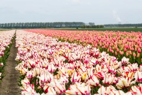 Field of tulips Stock Photos