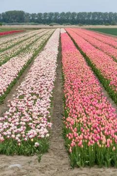 Field of tulips Stock Photos