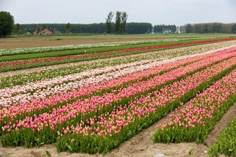 Field of tulips Stock-Fotos