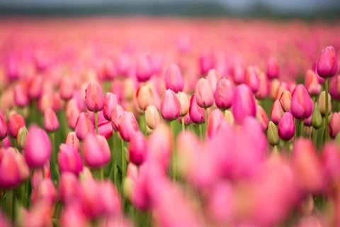 Field of tulips Stock Photos