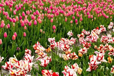 Field of tulips Stock Photos