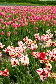 Field of tulips Stock Photos