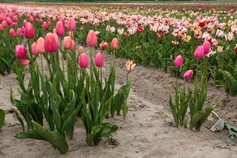 Field of tulips Stock Photos