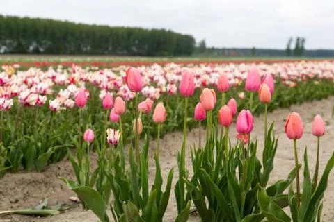 Field of tulips Stock Photos