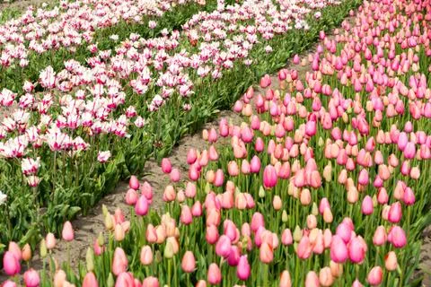 Field of tulips Stock-Fotos