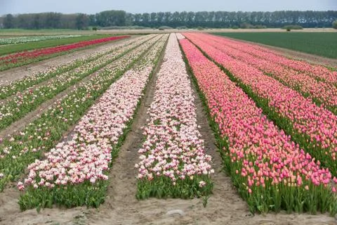 Field of tulips Stock Photos