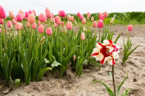Field of tulips Stock Photos
