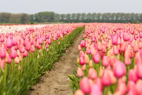 Field of tulips Stock Photos