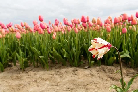 Field of tulips Stock Photos