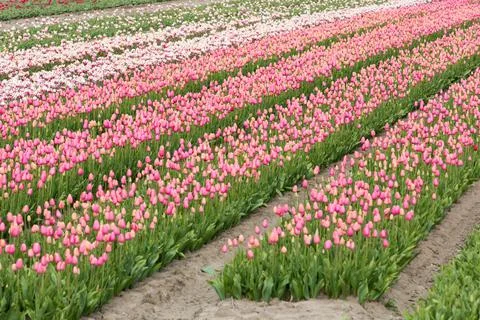 Field of tulips Stock Photos