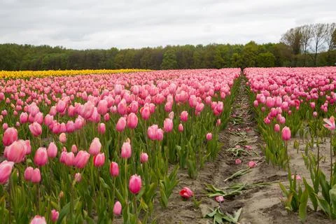 Field of tulips Stock Photos