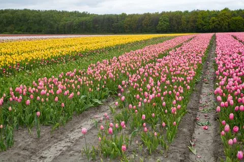 Field of tulips Stock Photos