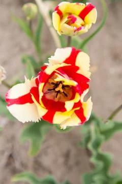 Field of tulips Stock Photos