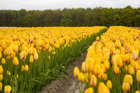 Field of tulips Stock Photos