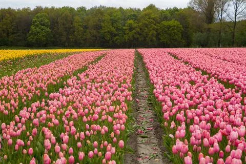 Field of tulips Stock Photos