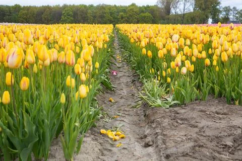 Field of tulips Foto stock