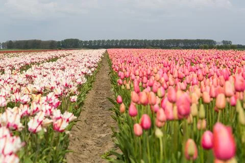 Field of tulips Stock Photos