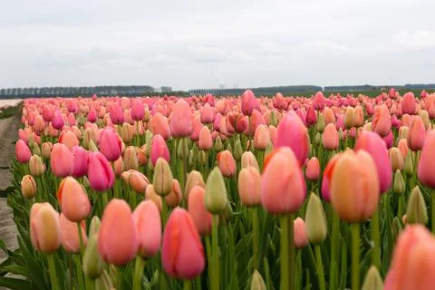 Field of tulips Stock Photos